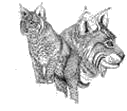 illustration of a Lynx