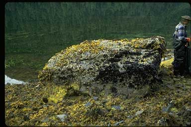 Rock covered by fucus and mussels