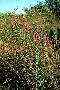 View a larger version of this image and Profile page for Lythrum salicaria L.