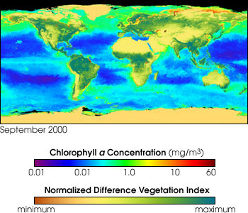 Map of the Global Biosphere from SeaWiFS