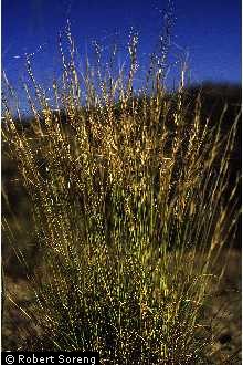 Photo of Aristida purpurea Nutt. var. wrightii (Nash) Allred