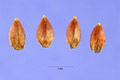 View a larger version of this image and Profile page for Ephedra nevadensis S. Watson
