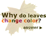[graphic] An image of a leaf, with the question or why do leaves change colors?