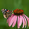 Red admiral purple butterfly on a coneflower.