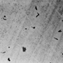 photomicrograph of campylobacter jejuni