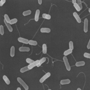 photomicrograph of listeria monocytogenes
