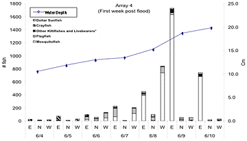 graph of water depth and number of fish at Array 4 during the first week post flood