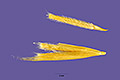 View a larger version of this image and Profile page for Achnatherum speciosum (Trin. & Rupr.) Barkworth