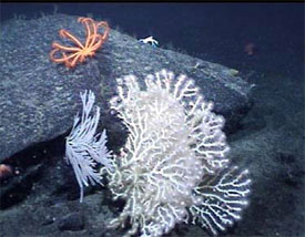 deep sea corals and crinoids