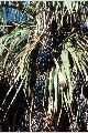 View a larger version of this image and Profile page for Washingtonia filifera (Linden ex André) H. Wendl.