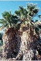 View a larger version of this image and Profile page for Washingtonia filifera (Linden ex André) H. Wendl.