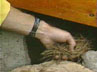 Jack Cohen showing the accumulation of dry pine needles under a wooden deck.