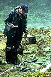 Marine biologist observes quadrat on ground.