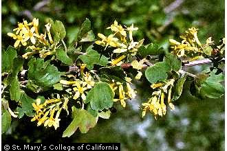 Photo of Ribes aureum Pursh