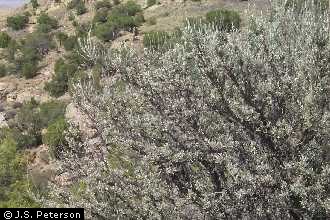 Photo of Artemisia tridentata Nutt.