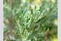 View a larger version of this image and Profile page for Artemisia tridentata Nutt.