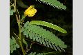 View a larger version of this image and Profile page for Chamaecrista fasciculata (Michx.) Greene
