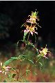 View a larger version of this image and Profile page for Monarda punctata L.