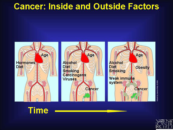 Cancer: Inside and Outside Factors