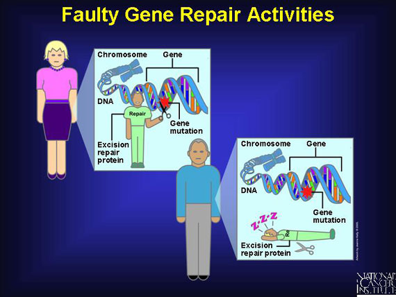 Faulty Gene Repair Activities