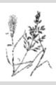 View a larger version of this image and Profile page for Bromus arvensis L.