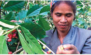 USAID helps coffee farmers in East Timor sell a premium product in a competitive market - Click to read this story