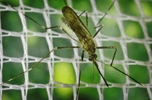 a photo of a mosquito.