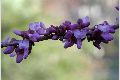 View a larger version of this image and Profile page for Cercis orbiculata Greene