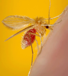 a photo of a sandfly.