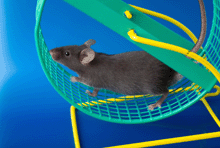 a photo of a mouse running on a wheel.