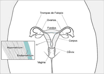 diagram of a uterus