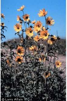 Photo of Helianthus maximiliani Schrad.