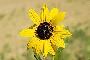 View a larger version of this image and Profile page for Helianthus maximiliani Schrad.