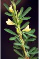 View a larger version of this image and Profile page for Lespedeza cuneata (Dum. Cours.) G. Don