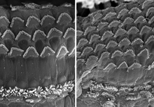 Two panels of cells with V-shaped clusters of microscopic hair-like structures on their surfaces. The right panel shows more hair cells crowded together.