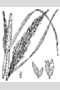 View a larger version of this image and Profile page for Panicum hemitomon Schult.