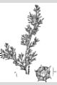 View a larger version of this image and Profile page for Chamaecyparis thyoides (L.) Britton, Sterns & Poggenb.