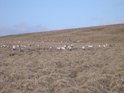 A group of reindeer graze on dry tundra grass