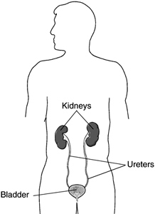 Human silhouette depicting kidneys, bladder, ureters.