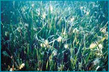 photo of dense seagrass cover