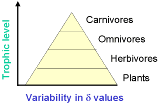 foodweb triangle illustration