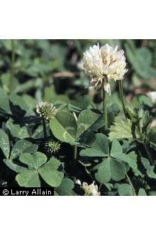 Photo of Trifolium repens L.