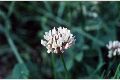 View a larger version of this image and Profile page for Trifolium repens L.