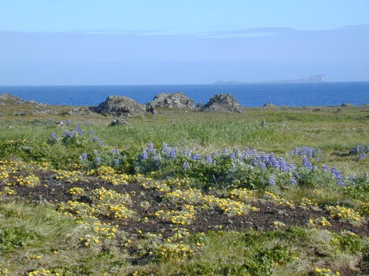 The rocky and grassy landscape of St. Paul Island is dotted with a variety of wildflowers.