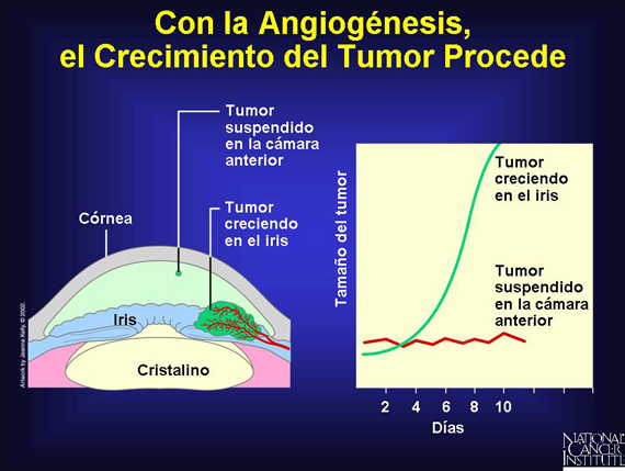 Con la Angiogénesis, el Crecimiento del Tumor Procede