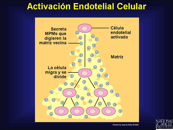 Activación Endotelial Celular