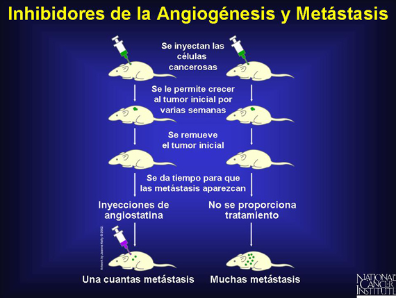 Inhibidores de la Angiogénesis y Metástasis