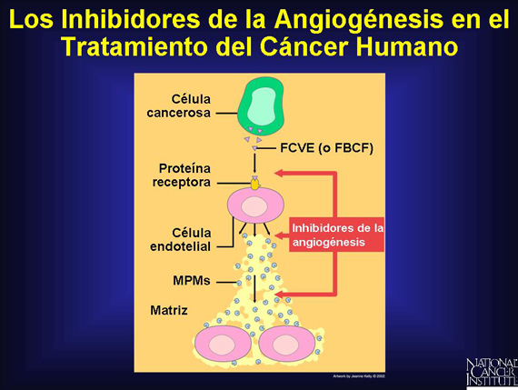 Los Inhibidores de la Angiogénesis en el Tratamiento del Cáncer Humano