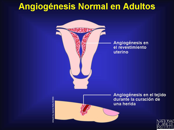 Angiogénesis Normal en Adultos