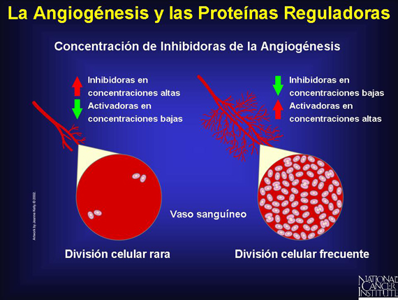 La Angiogénesis y las Proteínas Reguladoras